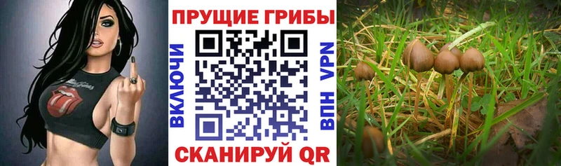 дарнет шоп  Цивильск  Галлюциногенные грибы Cubensis 